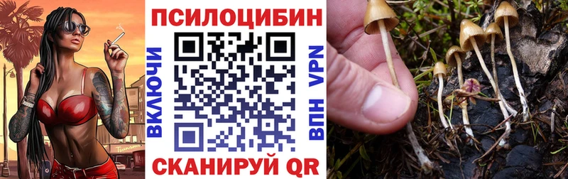 Псилоцибиновые грибы Cubensis  kraken зеркало  Верхняя Пышма  купить закладку 